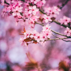 Blossoming of the Japanese cherry with pink tender flowers, natural spring floral background. Macro image with copy space suitable for wallpaper or greeting card
