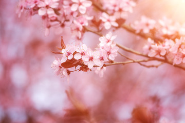 Obraz premium Blossoming of the Japanese cherry with pink tender flowers, natural spring floral background. Macro image with copy space suitable for wallpaper or greeting card
