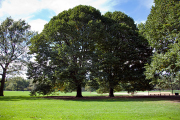 trees in Central Park New York