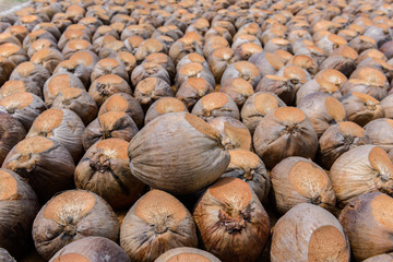 Coconut Perfume is cutting head for Breeds