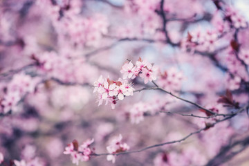 Blossoming of the Japanese cherry with pink tender flowers, natural spring floral background. Macro image with copy space suitable for wallpaper or greeting card