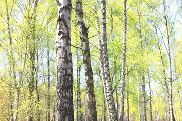 White birch in summer in good weather in birch grove