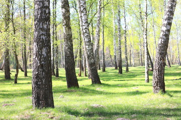 White birch in summer in good weather in birch grove