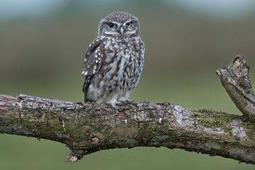Little Owl ( Athene noctua )