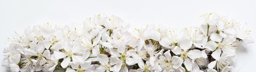 White cherry blossoms on very light gray background