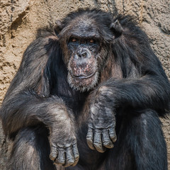 Portrait of old depressed Chimpanzee