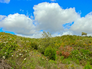 Obraz premium Rural Landscape in Algarve, Portugal