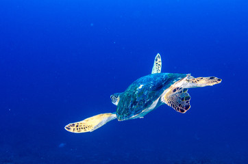Sea turtle resting in the reefs of Cabo Pulmo National Park, Cousteau once named it The world's aquarium. Baja California Sur,Mexico.