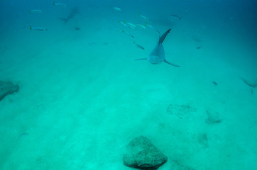 Bull Shark (Carcharhinus leucas). reefs of the Sea of Cortez, Pacific ocean. Cabo Pulmo, Baja California Sur, Mexico. 