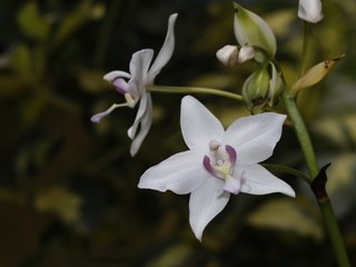 Spathoglottis plicata (Orchid flower) 12-10-2016,India