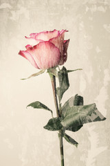 Isolated fresh pink rose, grunge background