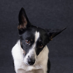Mixed breed dog portrait