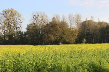 Obraz premium Naturschön