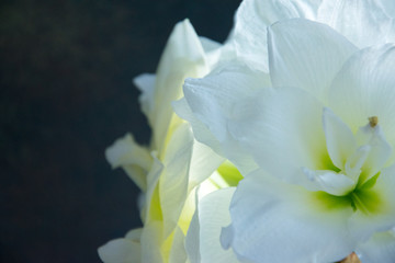 amaryllis flower close-up