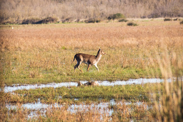 The young fallow deer