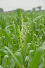 Maize Corn Plant Flowering in a Green Agricultural Farm
