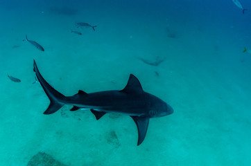 Bull Shark (Carcharhinus leucas). reefs of the Sea of Cortez, Pacific ocean. Cabo Pulmo, Baja California Sur, Mexico. 