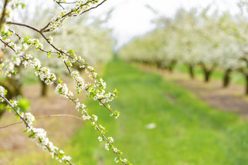 Garden with majestically blossoming large trees on a fresh green lawn