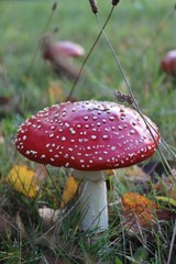 Welch wundervoller Glanz in meiner Hütte