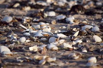 Ostseeküste im Winter mit Sturm und Eis