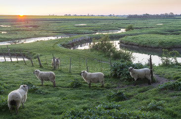 Shep on an islet at  Marais Poitevin or  Poitevin Marsh