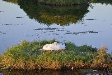 A swan broods on its nest  on the Marais Poitevin or  Poitevin Marsh