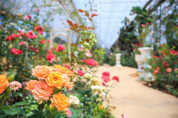 Fototapeta na wymiar Beautiful fresh natural roses in flower garden