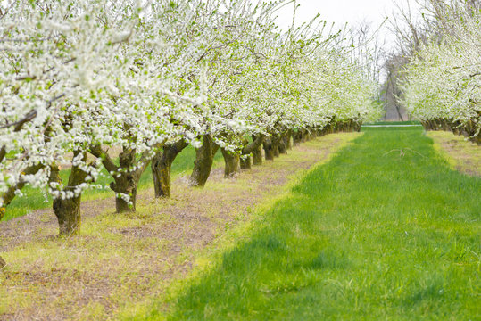 Garden with majestically blossoming large trees on a fresh green lawn
