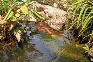 koi fish in garden pond decorative landscape design