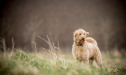 The Golden Labradoodle