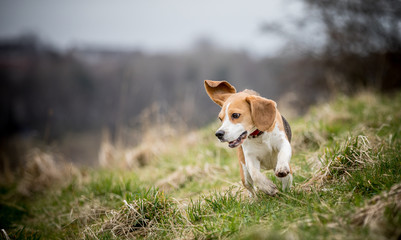 The playing Beagle