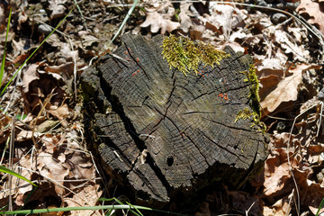Wooden stump in spring forest, good for meditation and mind cleaning
