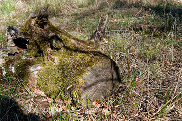Wooden stump with moss in spring forest, good for meditation and mind cleaning