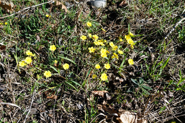 Spring flowers in fresh forest, good for meditation and mind cleaning