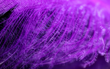 Fototapeta premium Purple feather as an abstract background