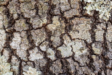 Tree bark texture