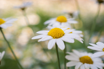Beautiful white camomiles daisy flowers field on green meadow