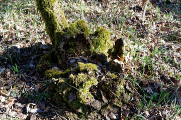 Naklejka na ściany i meble Wooden stump with moss in spring forest, good for meditation and mind cleaning