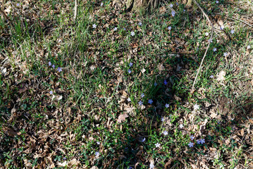 Spring flowers in fresh forest, good for meditation and mind cleaning