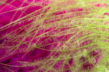 Green and pink feathers as a background
