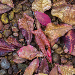 Red yellow fallen leaves on the sand.