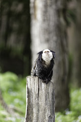 white-headed marmoset