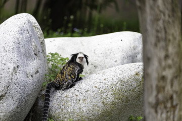 white-headed marmoset