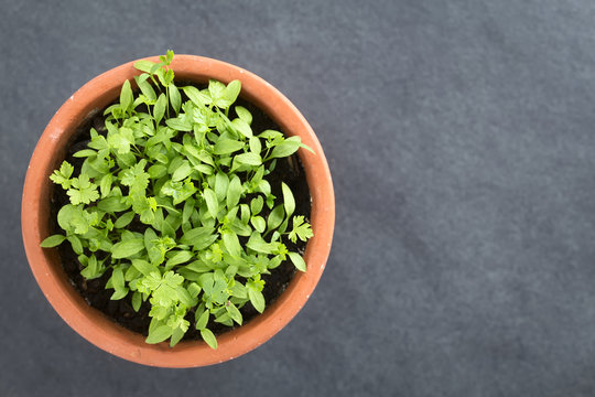 Many Small Parsley Seedlings In Pot, Photographed Overhead On Slate (Selective Focus, Focus On The Tallest Leaves)