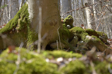A beech tree with large, broad roots, strewn between rocks.