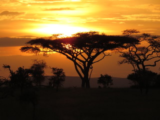 Naklejka na ściany i meble Coucher de soleil en Tanzanie