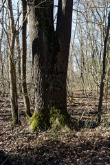 Early spring weather, fresh forest area in sunny day