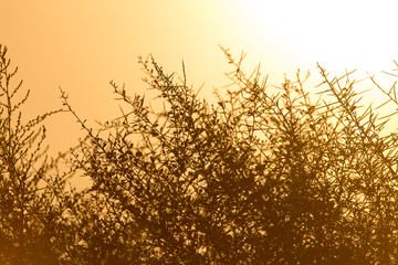 Barbed grass at sunset in the park