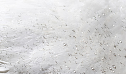 Water drops on white feathers of a bird as a background