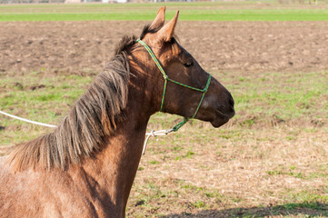 Young arabian purebred horse in training, with halter close up on natural evening light.